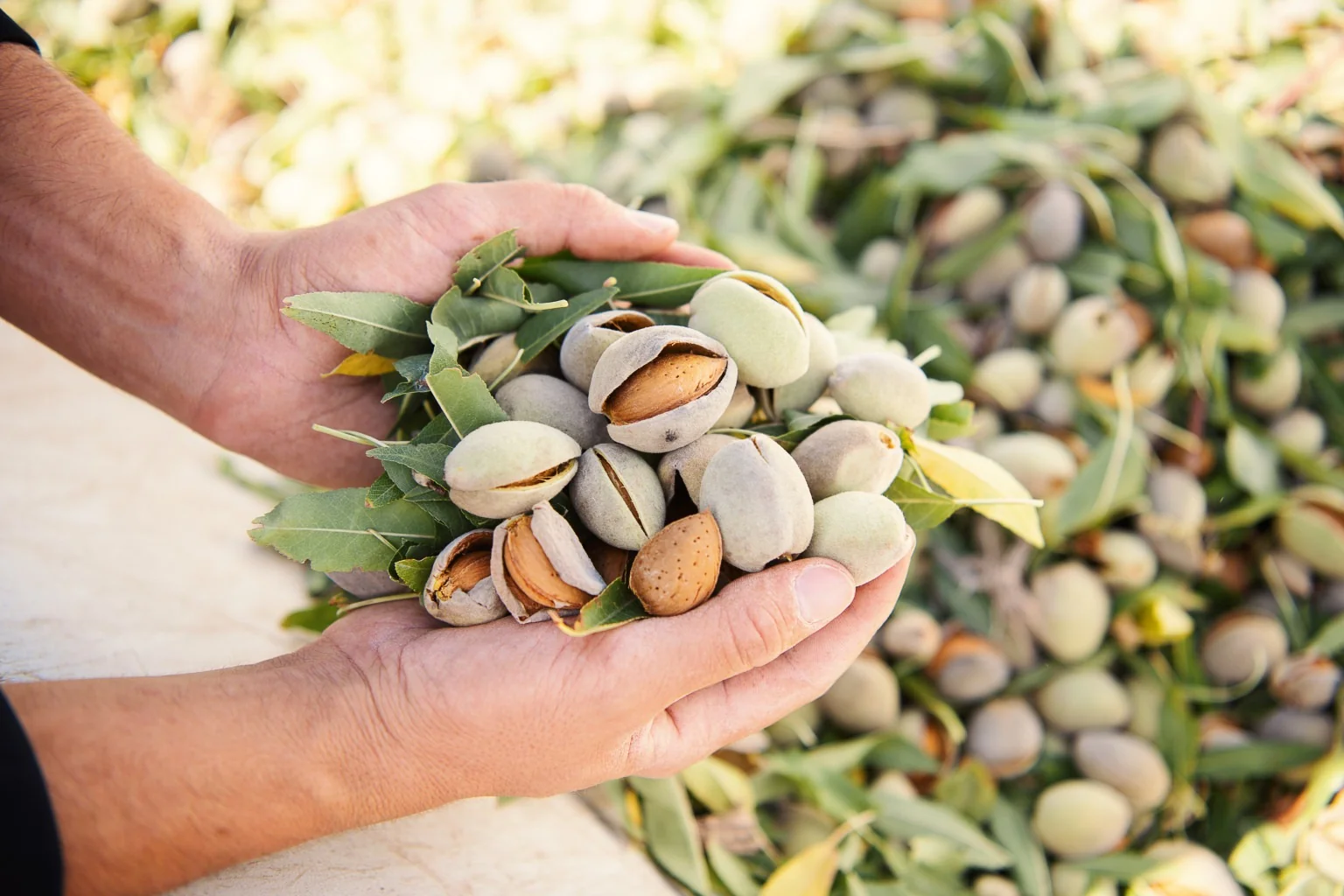 რეალური ტექნიკა ქართულ ბაღში